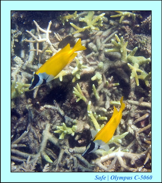 2006 - 07 - Tioman - Plongee monkey bay 07